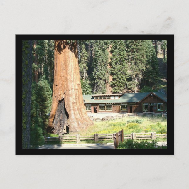 Tree and museum postcard (Front)