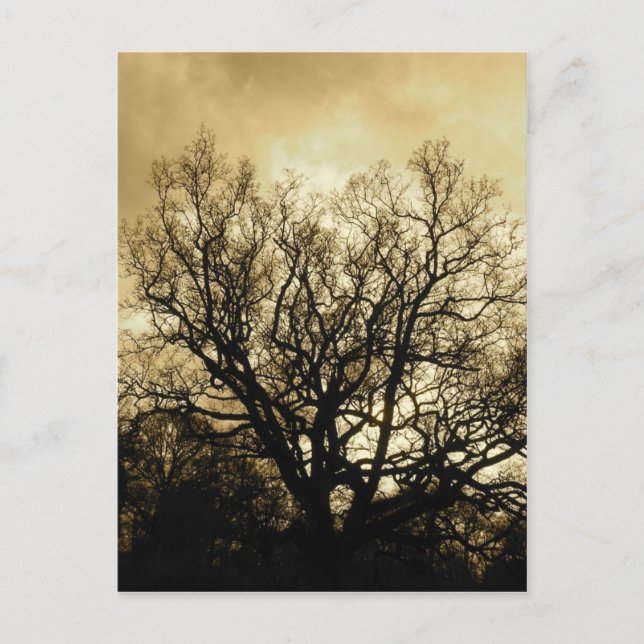 tree and sky sepia postcard (Front)