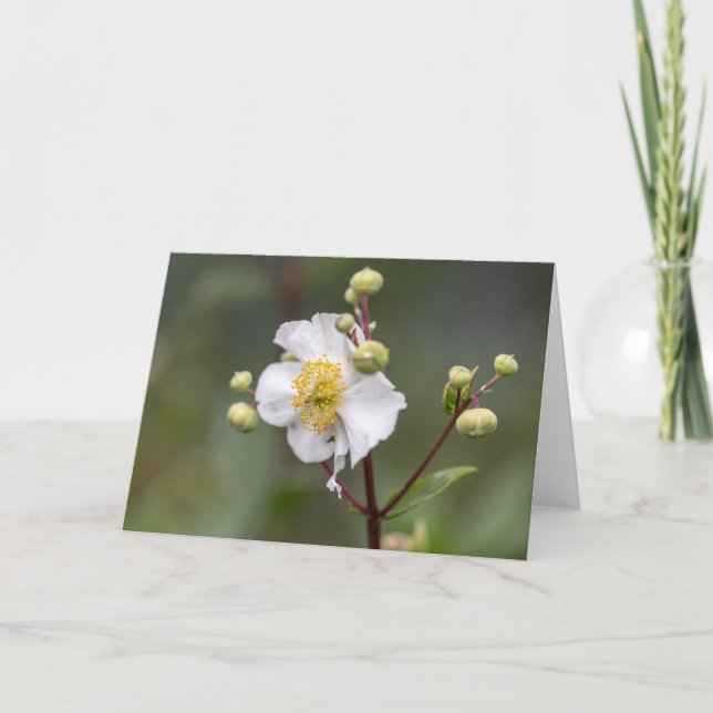 Tree Anemone Card (Front)