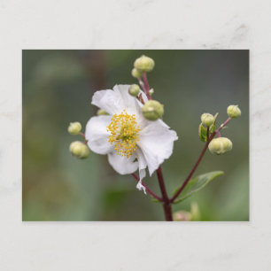 Tree Anemone Postcard