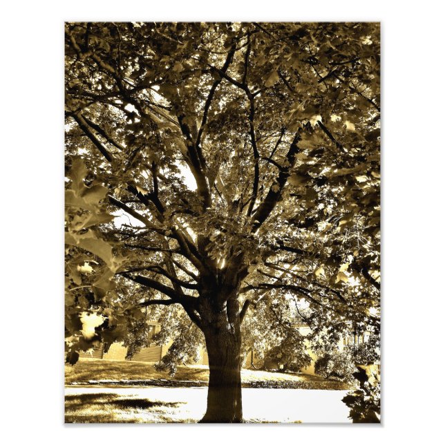 Tree Art View Photo Print (Front)