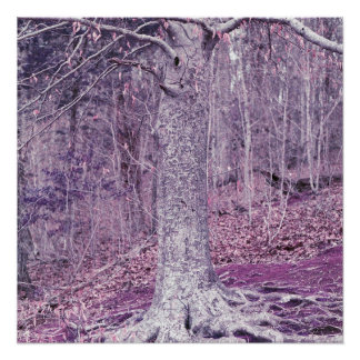 Tree at Dunbar Poster