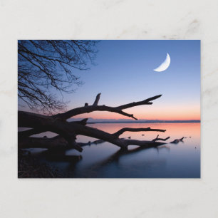 Tree at Starnberg Lake   Muensing Bavaria Germany Postcard