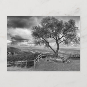 Tree at the top of the hill postcard
