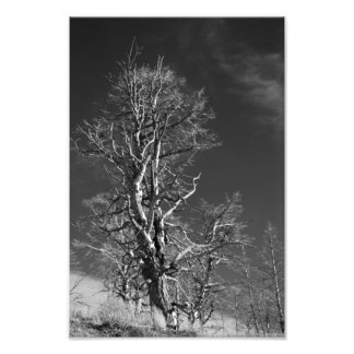 Tree at Yellowstone Photo Print