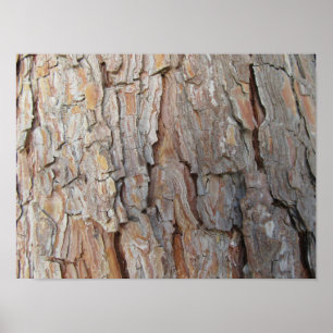 Tree Bark Fall Autumn Patterns Poster