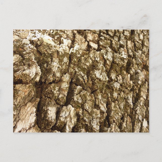 Tree Bark II Natural Textured Design Postcard (Front)
