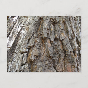 Tree Bark IV Abstract Nature Postcard