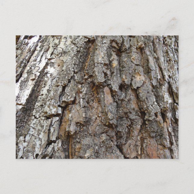 Tree Bark IV Abstract Nature Postcard (Front)
