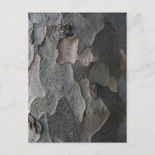 Tree Bark macro photography Postcard