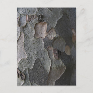Tree Bark macro photography Postcard