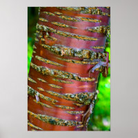 Tree bark Poster