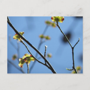 Tree Blossom Postcard