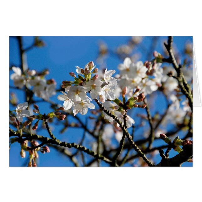 Tree Blossoms Card (Front Horizontal)
