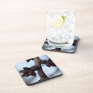 Tree Branch Coasters