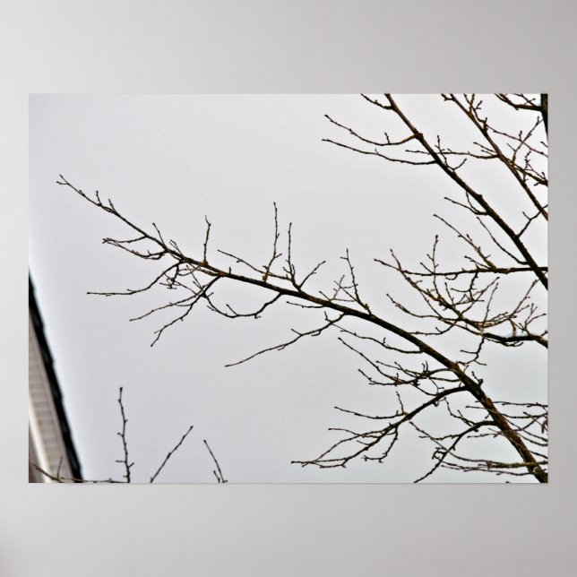 Tree Branch without leaves against cloudy sky Poster (Front)