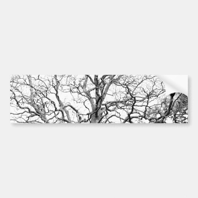 Tree branches bumper sticker (Front)