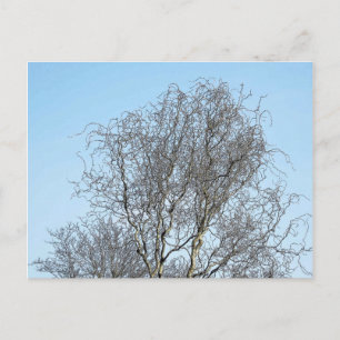 Tree Branches Ink Sketch Postcard