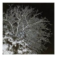 Tree branches Photo Negative