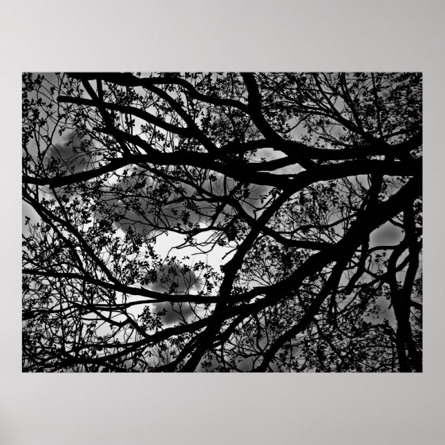 Tree branches picture poster (Front)