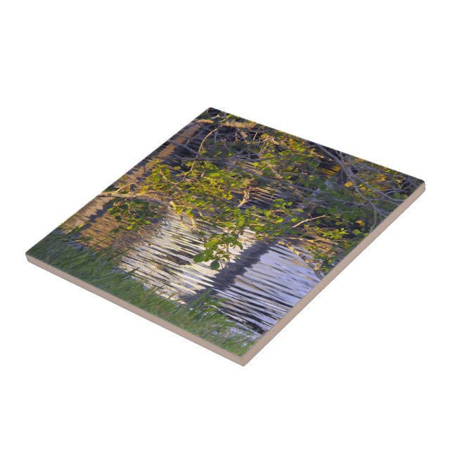 Tree Branches, Sunlight, Reflection Tile (Side)