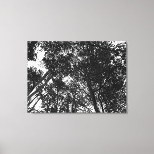 Tree Canopy, Bute Park, Cardiff Canvas Print