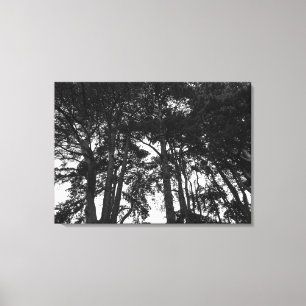 Tree Canopy II, Bute Park, Cardiff Canvas Print