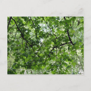 Tree Canopy Postcard