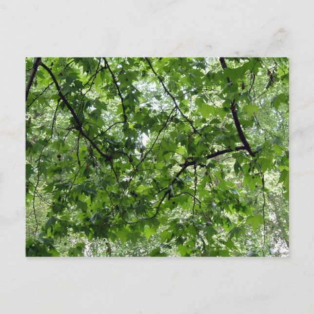 Tree Canopy Postcard (Front)