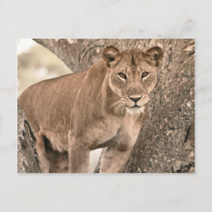 Tree-climbing lion, Uganda Africa Postcard