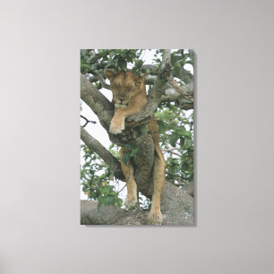 Tree climbing lioness (Panthera leo), Queen Canvas Print