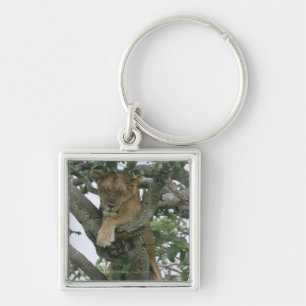 Tree climbing lioness (Panthera leo), Queen Key Ring