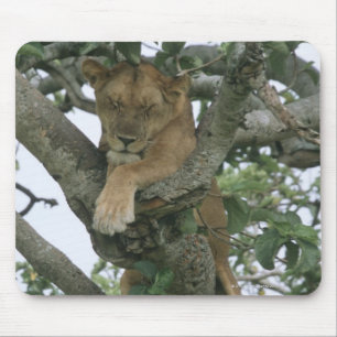 Tree climbing lioness (Panthera leo), Queen Mouse Pad
