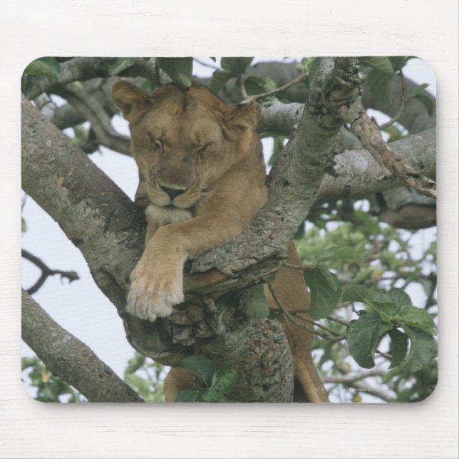 Tree climbing lioness (Panthera leo), Queen Mouse Pad (Front)