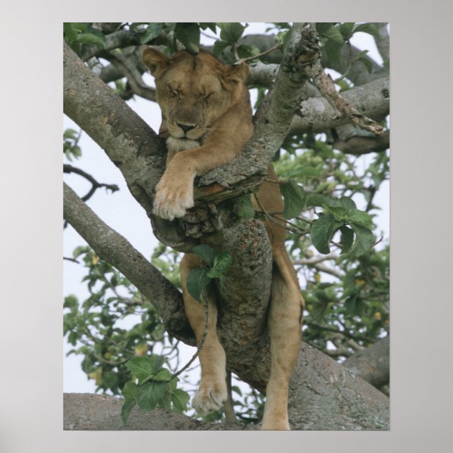 Tree climbing lioness (Panthera leo), Queen Poster (Front)