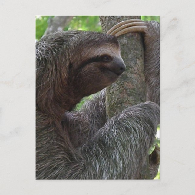 Tree Climbing Sloth Postcard (Front)