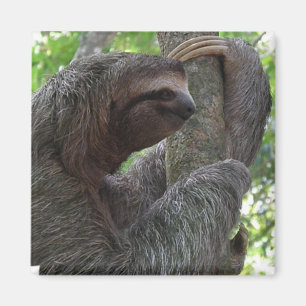 Tree Climbing Sloth Square Magnet