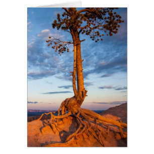 Tree Clings to Ledge, Bryce Canyon National Park