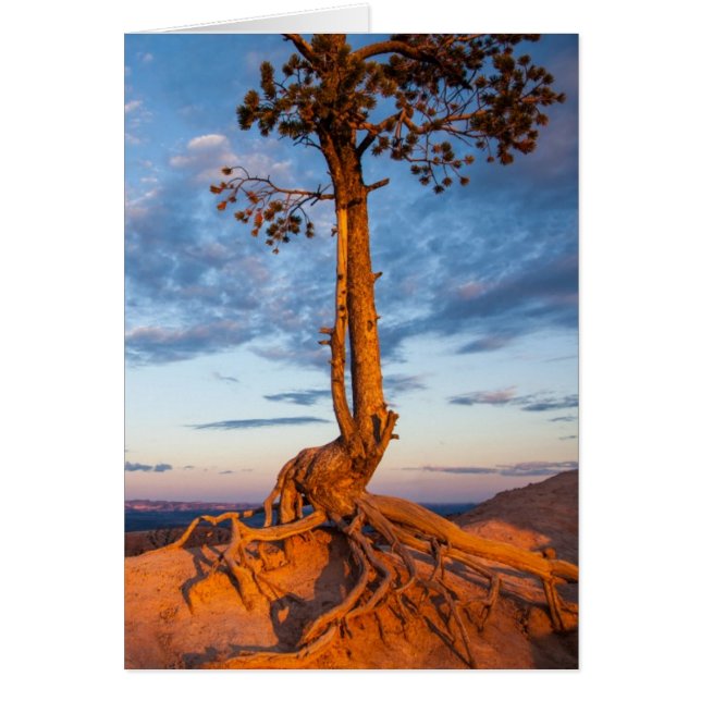 Tree Clings to Ledge, Bryce Canyon National Park (Front)