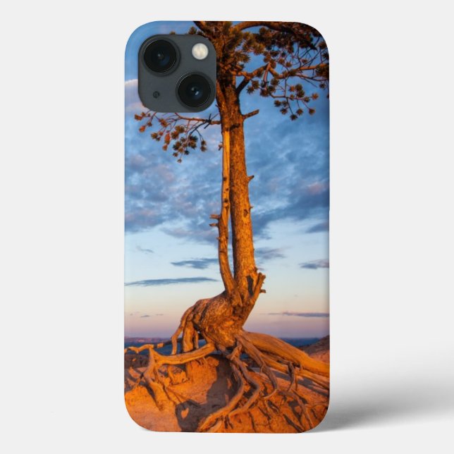 Tree Clings to Ledge, Bryce Canyon National Park Case-Mate iPhone Case (Back)