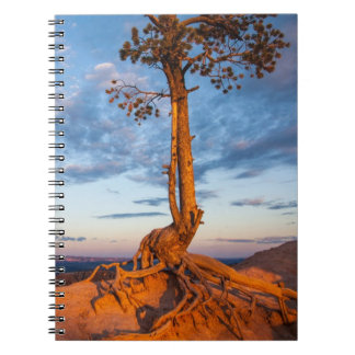Tree Clings to Ledge, Bryce Canyon National Park Notebook
