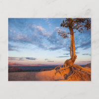 Tree Clings to Ledge, Bryce Canyon National Park