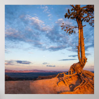 Tree Clings to Ledge, Bryce Canyon National Park