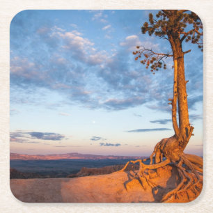 Tree Clings to Ledge, Bryce Canyon National Park Square Paper Coaster
