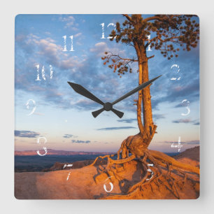 Tree Clings to Ledge, Bryce Canyon National Park Square Wall Clock
