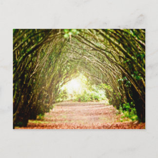 Tree Corridor Postcard