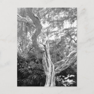 Tree covered in Graffiti Postcard