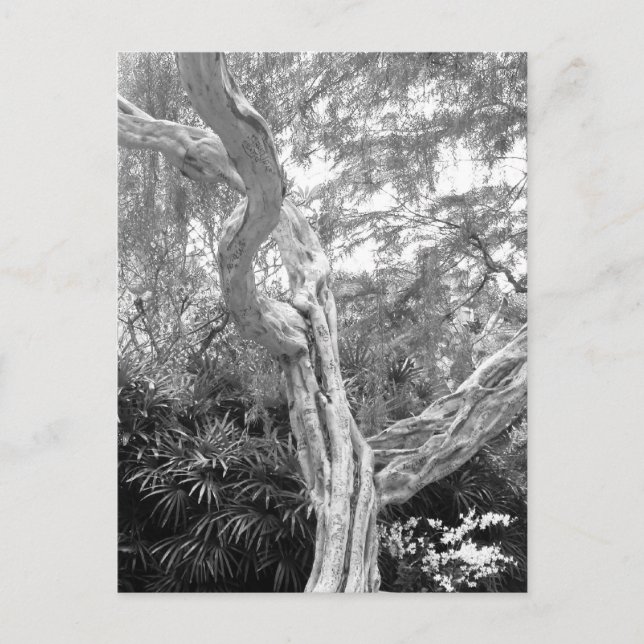 Tree covered in Graffiti Postcard (Front)