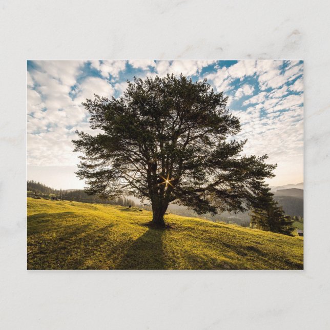 Tree, dawn. Beautiful nature scenery Postcard (Front)