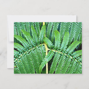 Tree Fern Frond Postcard